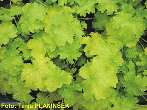Heuchera Lime Rickey.jpg