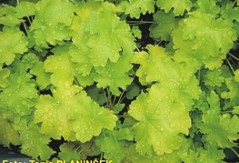 Heuchera 'Lime Rickey' - iskrivka, ognjeni dež