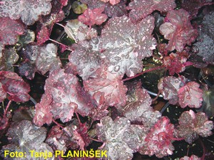 Heuchera Midnight Rose.jpg