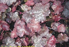 Heuchera 'Midnight Rose' - iskrivka, ognjeni dež