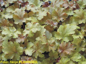 Heuchera hybrida Amber Wawes.jpg