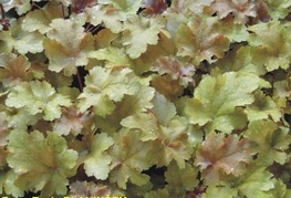 Heuchera hybrida 'Amber Waves' - iskrivka, ognjeni dež