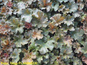 Heuchera hybrida Cappuccino.jpg