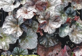 Heuchera hybrida 'Cascade Dawn' - iskrivka, ognjeni dež