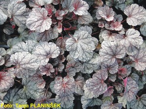 Heuchera hybrida Prince of Silver.jpg