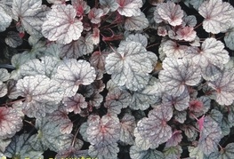 Heuchera hybrida 'Prince of Silver' - iskrivka, ognjeni dež