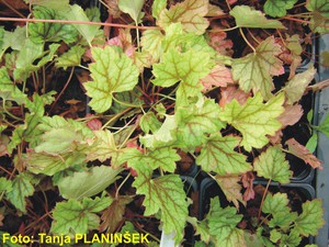 Heuchera hybrida Ring of Fire.jpg