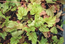 Heuchera hybrida 'Ring of Fire' - iskrivka, ognjeni dež