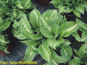 Hosta Striptease.jpg