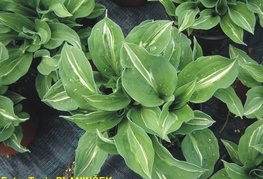 Hosta 'Striptease' - hosta, funkija