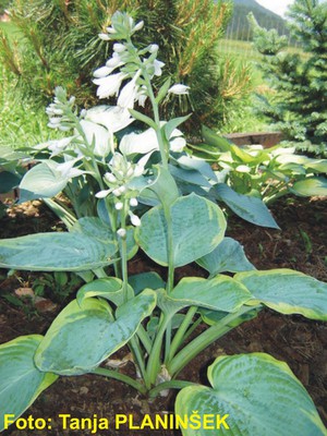 Hosta sieboldiana Frances Williams.jpg