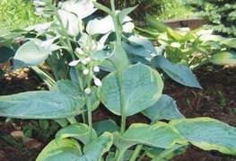 Hosta sieboldiana 'Frances Williams' - hosta, funkija