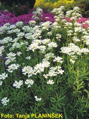 Iberis sempervirens Snowflake.jpg