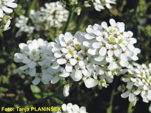 Iberis sempervirens.jpg