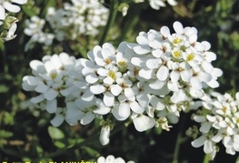 Iberis sempervirens - grenik