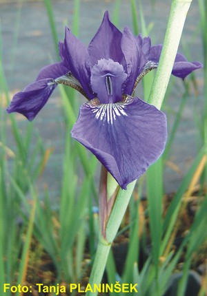 Iris sibirica Caesars Brother.jpg