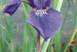 Iris sibirica 'Ceasar's Brother' - perunika