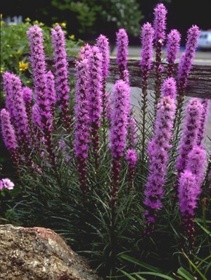 Liatris spicata Kobold.jpg