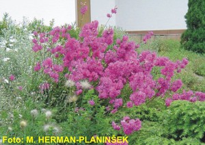 Lychnis viscaria Plena.jpg