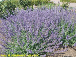 Nepeta x faassenii Six Hills Giant.jpg