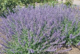 Nepeta x faassenii 'Six Hills Giant' - mačja meta