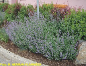 Nepeta x faassenii.jpg