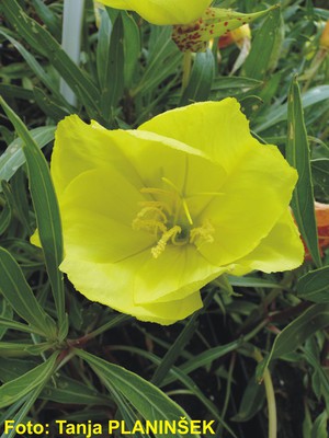 Oenothera missouriensis.jpg