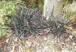 Ophiopogon planiscapus 'Nigrescens' - kačja brada