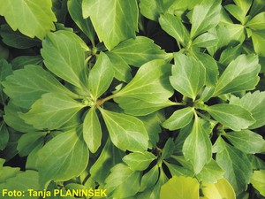 Pachysandra terminalis.jpg