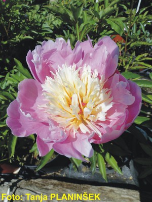 Paeonia lactiflora Bowl of Beauty.jpg