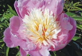 Paeonia lactiflora 'Bowl of Beauty' - potonika