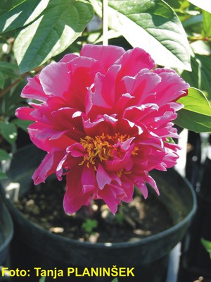 Paeonia lactiflora Karl Rosenfield.jpg