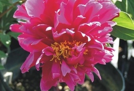 Paeonia lactiflora 'Karl Rosenfield' - potonika