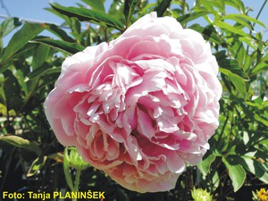 Paeonia lactiflora Sarah Bernard.jpg