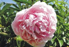 Paeonia lactiflora 'Sarah Bernard' - potonika