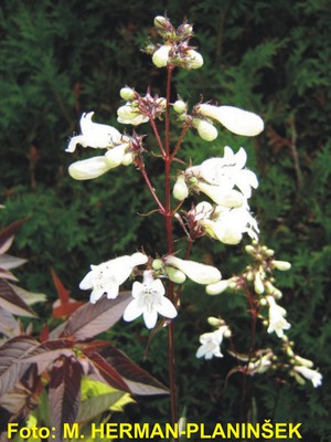 Penstemon digitalis Huskers Red 1.jpg