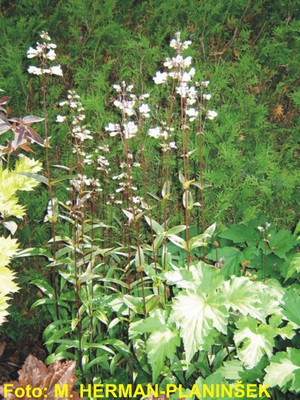 Penstemon digitalis Huskers Red.jpg