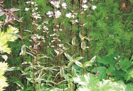 Penstemon digitalis 'Husker's Red' - penstemon