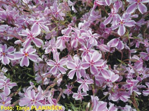 Phlox subulata Candy Strips.jpg