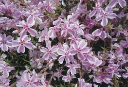 Phlox subulata 'Candy Stripe' - iglasta plamenka