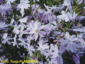 Phlox subulata Emerald Cuhion Blue.jpg