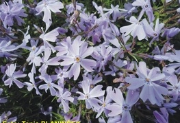 Phlox subulata 'Emerald Cuhion Blue' - iglasta plamenka