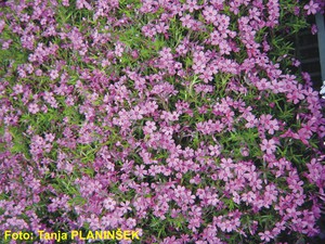 Phlox subulata Zwergenteppich.jpg