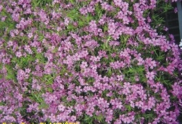 Phlox subulata 'Zwergenteppich' - iglasta plamenka