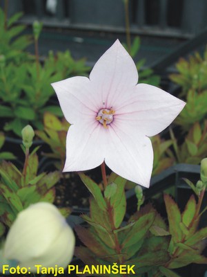 Platycodon grandiflorus F1 Astra Rose.jpg