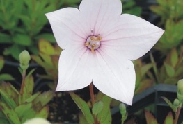 Platycodon grandiflorus F1 'Astra Rose' - zvončnik