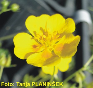Potentilla aurea.jpg