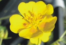 Potentilla neumanniana 'Nana'- petoprstnik