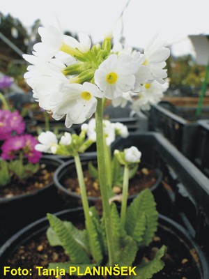 Primula denticulata Alba.jpg