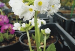 Primula denticulata 'Alba' - jeglič